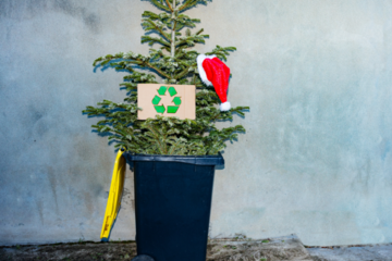 Dates for Christmas tree disposal 2024