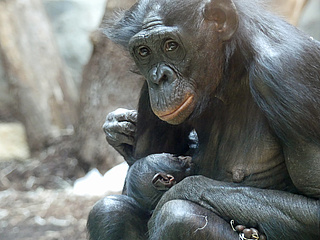 Bonobo offspring at Frankfurt Zoo