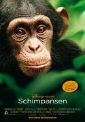 Schimpansen