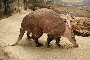 Erdferkel IRMO ist zurück im Frankfurter Zoo