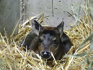 Rare yellow-backed duiker offspring at Frankfurt Zoo