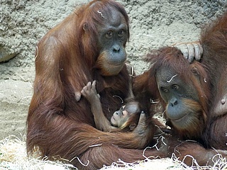 Zoo Frankfurt freut sich über Nachwuchs bei den Orang-Utans