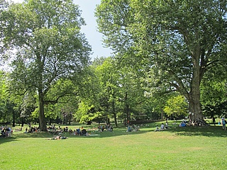 Umgestürzter Baum am Günthersburgpark