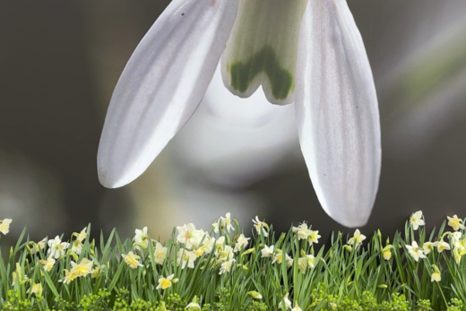 Frühlingswald im Palmengarten: Die Frühlingsblumenschau in Frankfurt