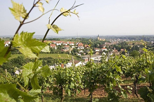 Weinfest im fröhlichen Weinberg
