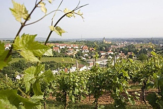 Weinfest im fröhlichen Weinberg