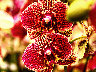 Orchideenbörse im Palmengarten vom 5. bis 7. Oktober