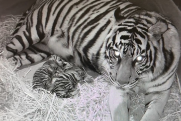 Zoo Frankfurt: Tigerin Cinta bringt erneut Nachwuchs zur Welt