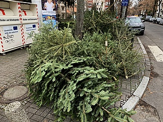 Alle Jahre wieder: So läuft die Weihnachtsbaumentsorgung 2023 in Frankfurt
