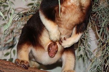 Seltener Nachwuchs: Baumkänguru-Weibchen JAYA-MAY trägt ein Jungtier im Beutel