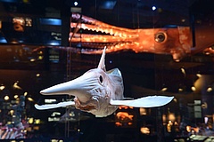 The Senckenberg Nature Museum dives into the deep sea