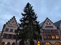 Gretel is here: Frankfurt Christmas tree erected on Römerberg