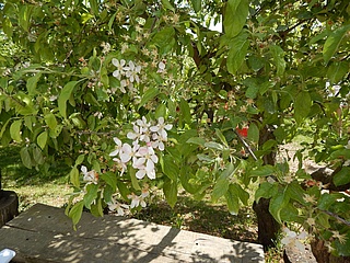 Kirsch- und Erdbeeren-Selbstpflücken beim Obsthof am Steinberg
