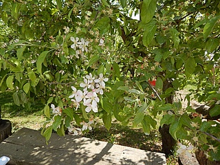 Cherry and strawberry picking at Obsthof am Steinberg