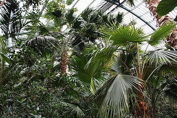 Palmengarten feiert 150 Jahre Palmenhaus