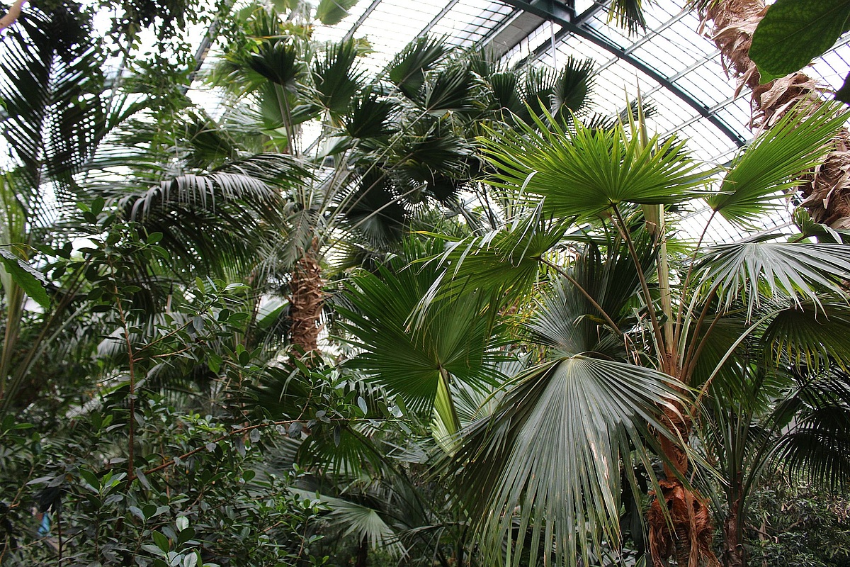 Palmengarten Feiert 150 Jahre Palmenhaus