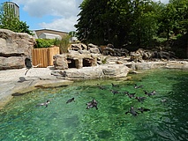 Neue Pinguinanlage im Zoo Frankfurt ist fertig
