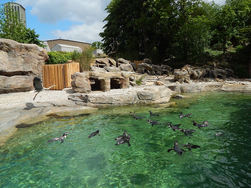 New Penguin System At Frankfurt Zoo Is Ready Frankfurt Tipp