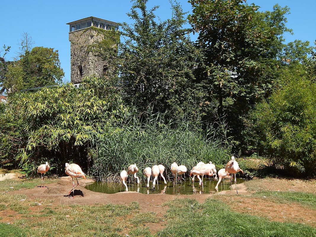 Cautious Reopening Of Frankfurt Zoo Frankfurt Tipp