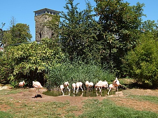 Behutsame Wiedereröffnung des Zoo Frankfurt