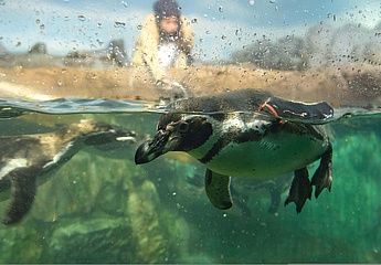 Freude im Zoo Frankfurt - Die Humboldt-Pinguine sind da!