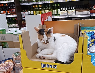 Hochheimer Supermarkt-Katze wird zum Internet-Liebling