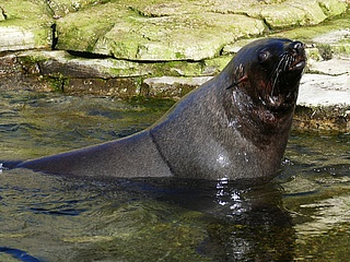 Frankfurt Zoo mourns the death of bull seal OTTI