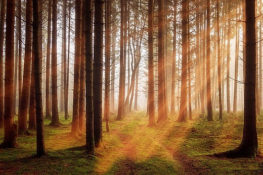 Forest bathing - meditation, relaxation and mindfulness in the forest