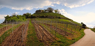 Wine Experience Trail Festival Upper Rheingau