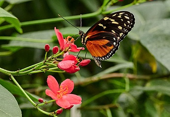 Palmengarten eröffnet neues Blüten- und Schmetterlingshaus