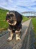 Wie überstehe ich die Hundstage?