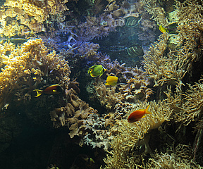 Abendöffnung des Exotariums im Frankfurter Zoo