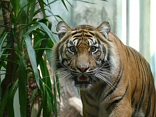 Zwei Tiger-Weibchen im Frankfurter Zoo eingezogen