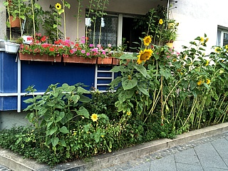 Photo competition of the environmental office on facade, roof or backyard greening