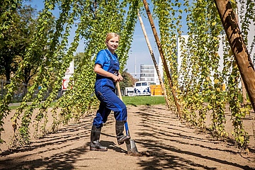 Clothes make the man in October: In high heels and pantsuit in the hop garden