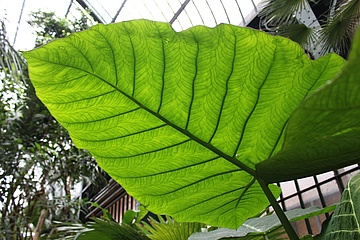 Palmengarten feiert 150 Jahre Palmenhaus