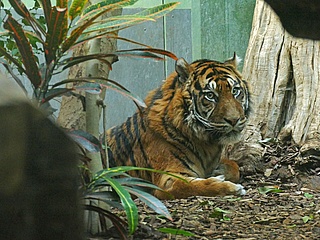 Frankfurt Zoo welcomes new tiger EMAS