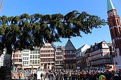 Weihnachtsbaum 'Peter II.' auf dem Frankfurter Römer angekommen