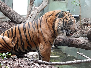 Zoo Frankfurt feiert Tag des Tigers am 29. Juli