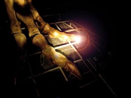 Night at the Senckenberg Museum