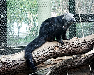 Binturong – Schleichkatze mit Greifschwanz nach 88 Jahren wieder im Zoo Frankfurt