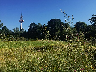 Tag des Botanischen Gartens am 14. Mai