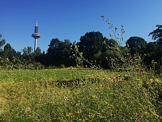 Tag des Botanischen Gartens am 14. Mai