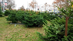 Muss es immer Weihnachtsbaum sein?