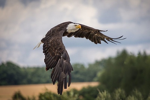 Seeadler über Frankfurt – Frankfurts Vogelwelt 