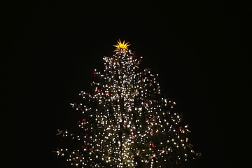 Frankfurt Christmas tree comes from Austria in 2020
