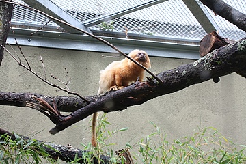 New outdoor enclosure for the golden lion monkeys inaugurated