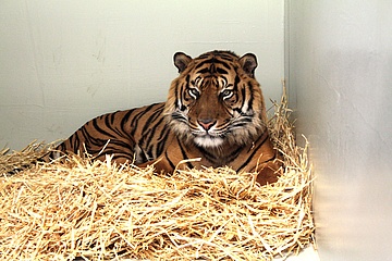 Herzlich willkommen Vanni – ein neuer Sumatra-Tiger für den Zoo
