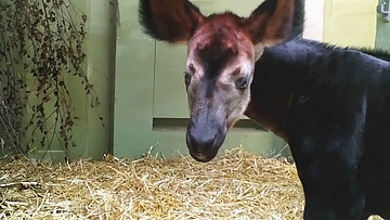 Zoo is happy about new okapi offspring