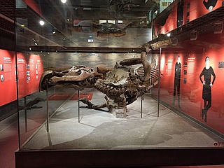 Neue Senckenberg-Ausstellung: Eine Dino-Ausgrabungsstätte mitten in Frankfurt